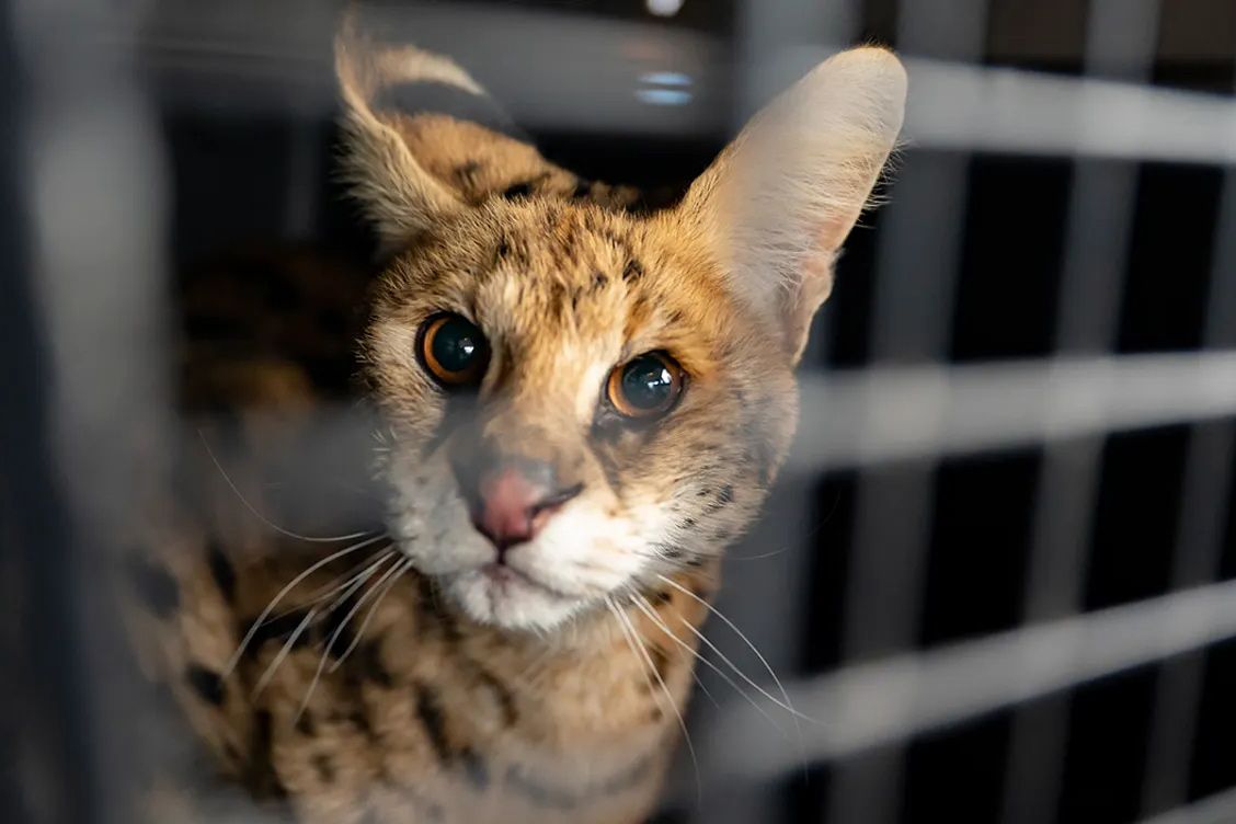 „Verrückt aussehende Katze“, die sechs Monate lang auf der Farm in Missouri herumstreift, entpuppt sich als afrikanischer Serval